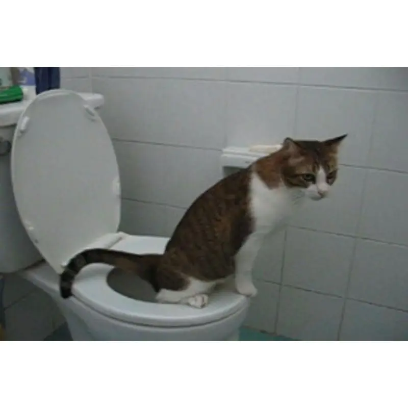 Кошка не ходит в туалет после операции. Туалет для кошек. приучение кота к унитазу. лоток вместо унитаза. кошки учебная.