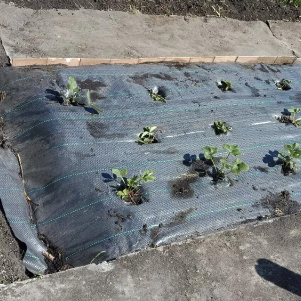 Геотекстиль для клубники. Агроткань хозагро. Двойной лутрасил. Укрывной материал черный 60г/м2, 3,2x200м. Агроткань и геотекстиль.