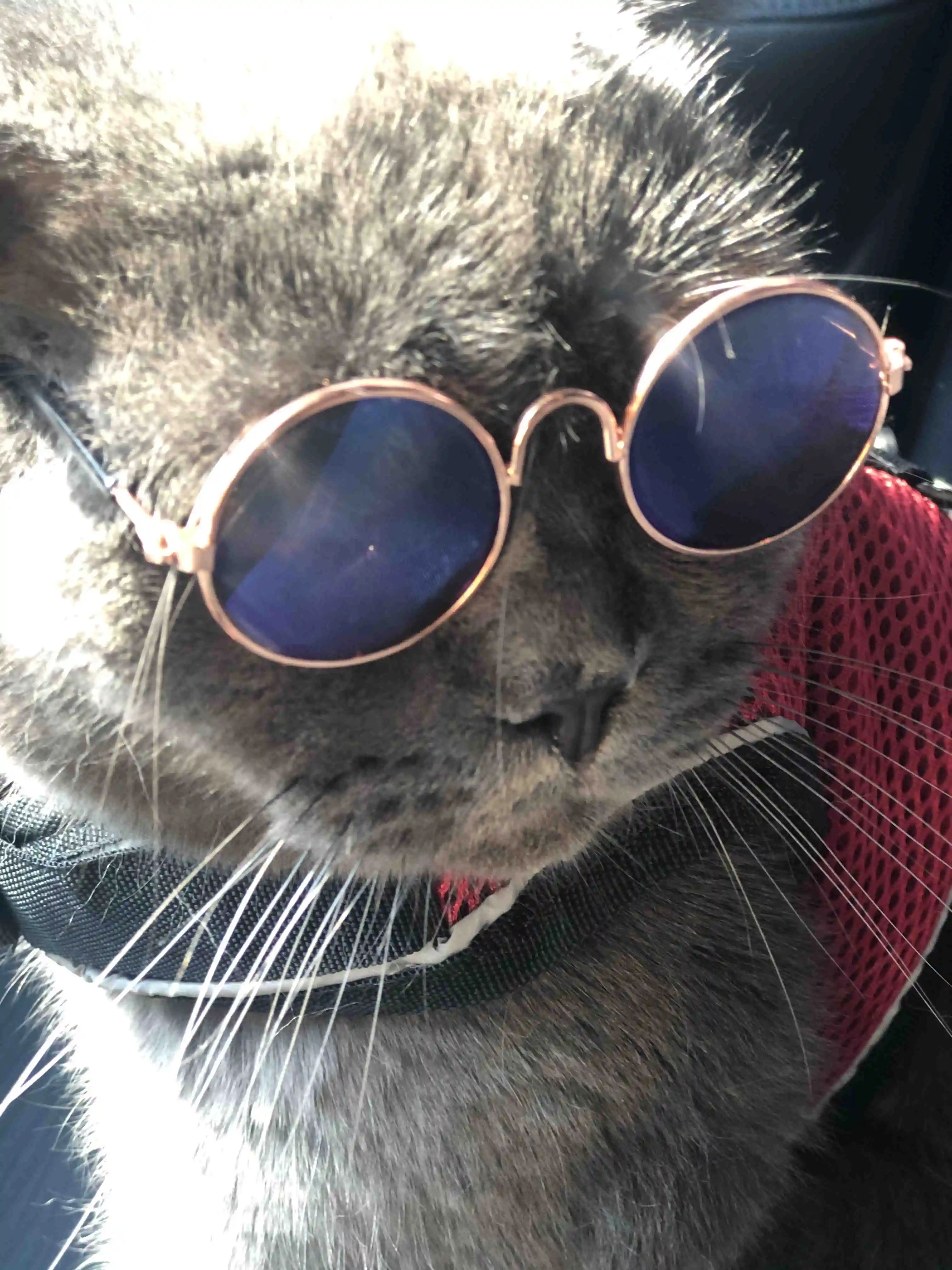 

Pets Cat-Dog Glasses, Fun CAT-100 Sunglasses, Pet Accessory, Eye Protection, Cute, Stage Accessory