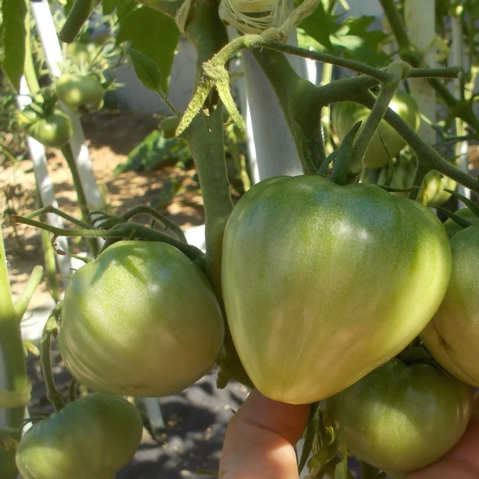 Томат уральский гигант. Помидоры розовый гигант. Семена томат сахарный гигант. Томат королевский гигант уральский дачник. Томат уральский гигант красный.