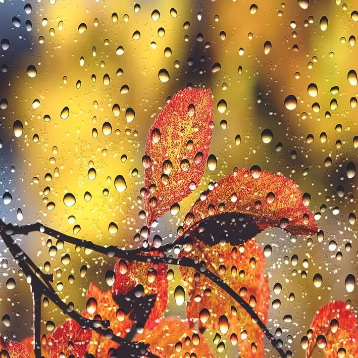 

Curtain Trees Branch with Yellow Leaves Autumn Day Nature View through Raindrops Covered Window