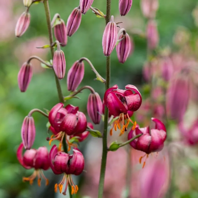 Saranka- (Lilium martagon) -Fresh seeds 5 PCS + Gift | Дом и сад