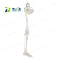 life size human leg skeleton bundle anatomical model with all leg bones removable hip joint and fully articulated foot