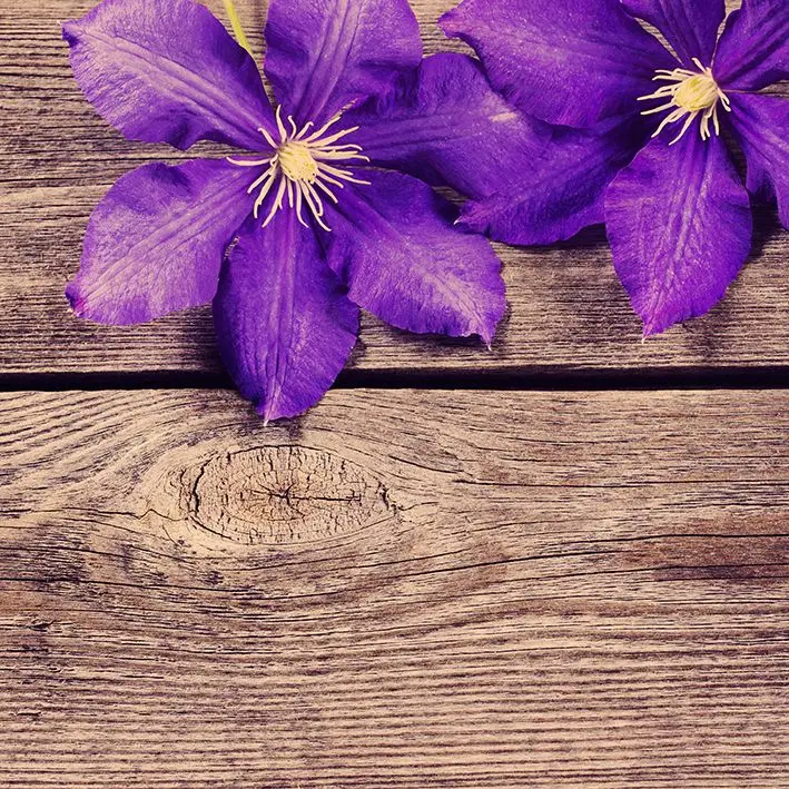

Curtain Violet Flowers on Wooden Table Summer Spring Bloom Country Style Rustic Decorating Phot Purple Brown