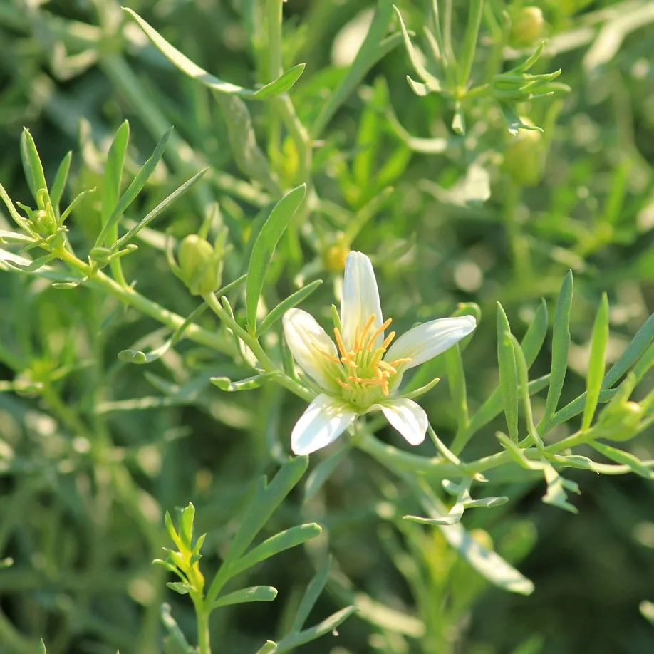 Гармала обыкновенная могильник. Дикая рута, гармала. Пеганум гармала. Гармала обыкновенная peganum harmala. Трава гармала.