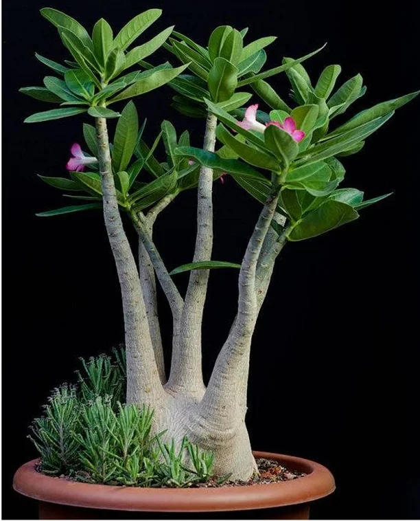 Адениум Арабикум смесь семян 10 шт Адениум АРАБИКУМ on.