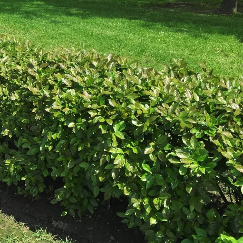 Рябинник калинолистный. Куст 29. Ясень пенсильванский (fraxinus pennsylvanica marsh. Куст 29. Куст 29.