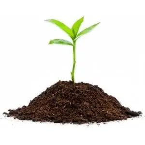 10 шт. редкий горячий черный перец бесплатная доставка | Дом и сад