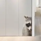 Наклейкана автомобиль виниловая, наклейка на машину - ЛЮБОПЫТНЫЙ ЕНОТ