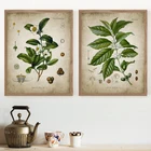 Винтажные постеры и принты чайных и кофейных растений, Настенный декор для кухни, растительные картины, настенная Картина на холсте, декор для ресторана