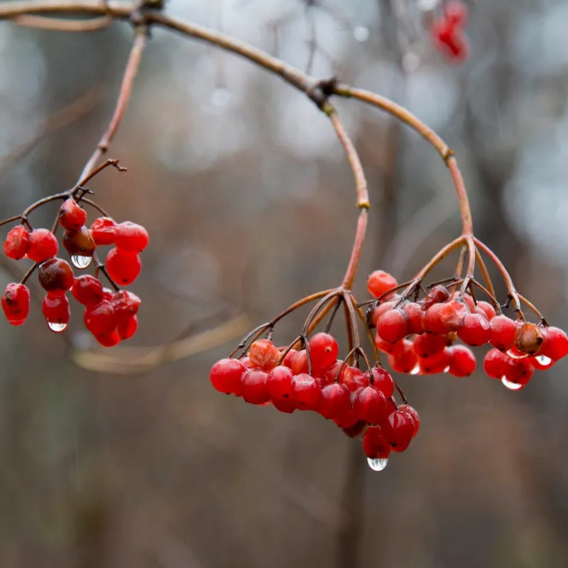 Калина ичанская (Viburnum ichangense) - Свежие семена 20 шт + подарок | Дом и сад