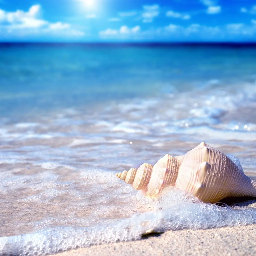 Занавески ракушки в воде песчаный пляж морской летнее время предложение небо