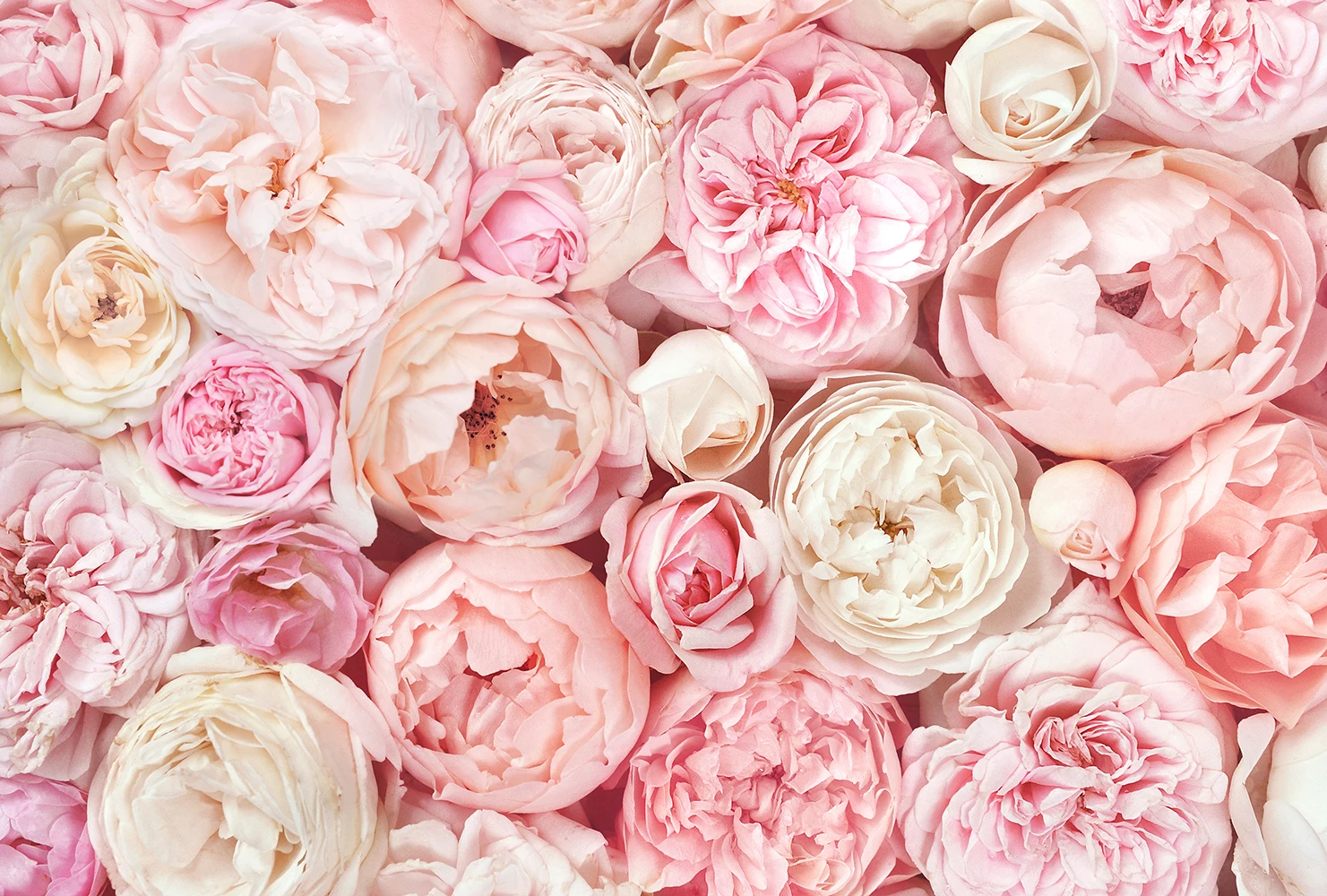 Category flowers art wall mural Т-208 pink peonies Photo wallpaper Wall decorative vinyl wallpapers home decor room decoration Living |