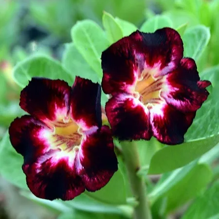 АДЕНИУМ Adenium Obesum Desert Rose BLACK CLUB семена цветы |