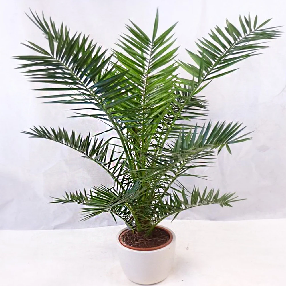 Финик Канарский (лат. Phoenix Сanariensis) Семена 5шт + подарочные семена|Семена| |