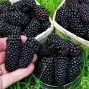 Raspberry Blackberry 20 шт. бесплатная доставка | Дом и сад