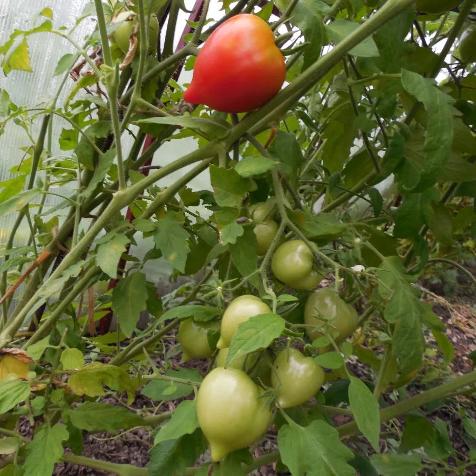 семена гибридов томатов