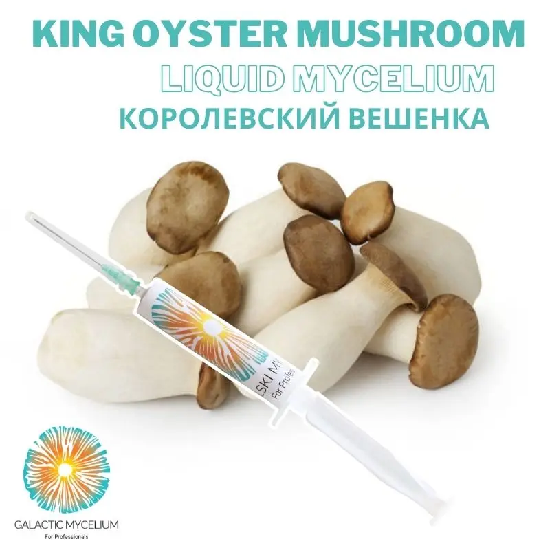 

King Oyster Mushroom Liquid Culture 5 cc Liquid Syringes Pleurotus Eryngii Liquid Mycelium Gourmet Mushroom Syringes