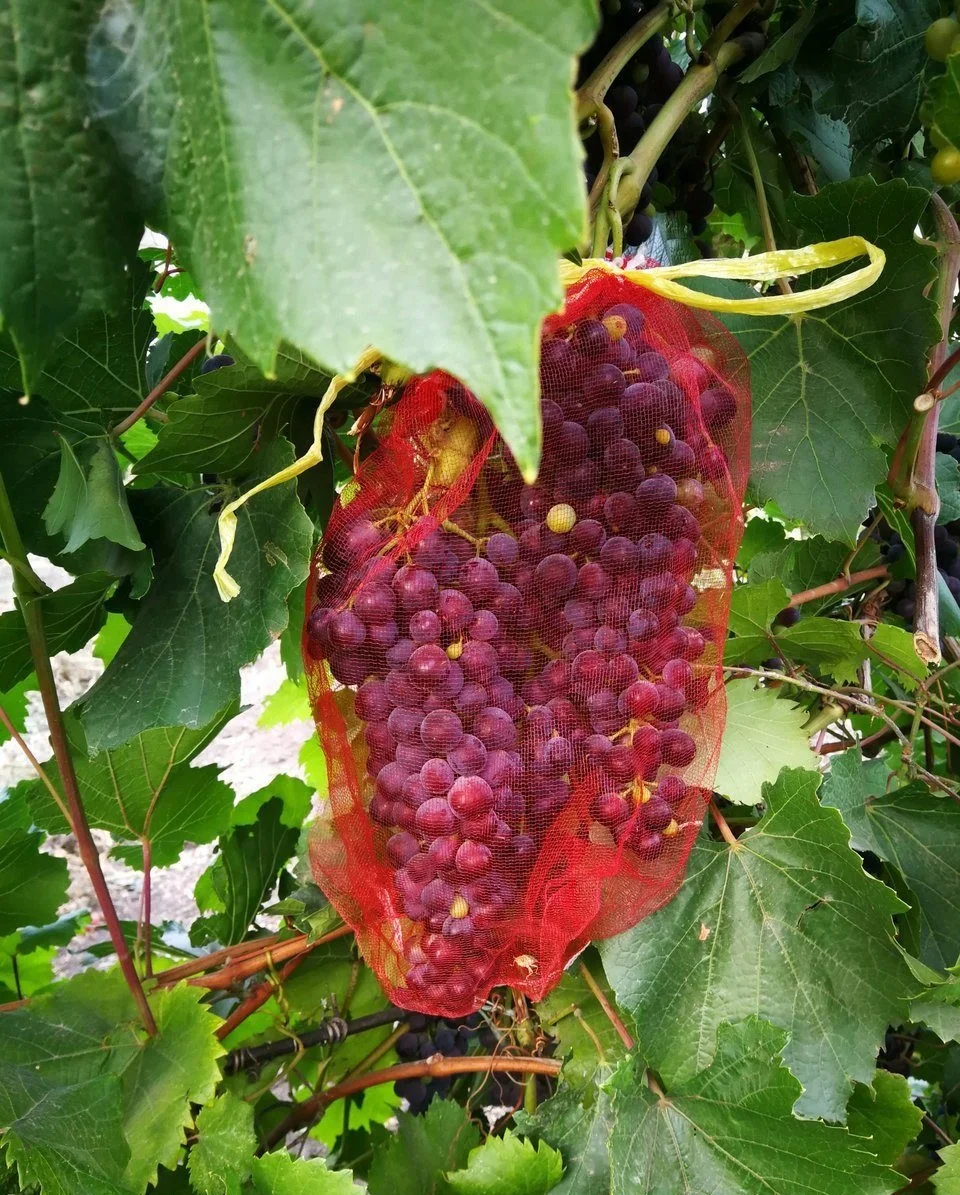 Мешочки для винограда от насекомых и вредителей с завязками 25 шт сетки ос | Дом