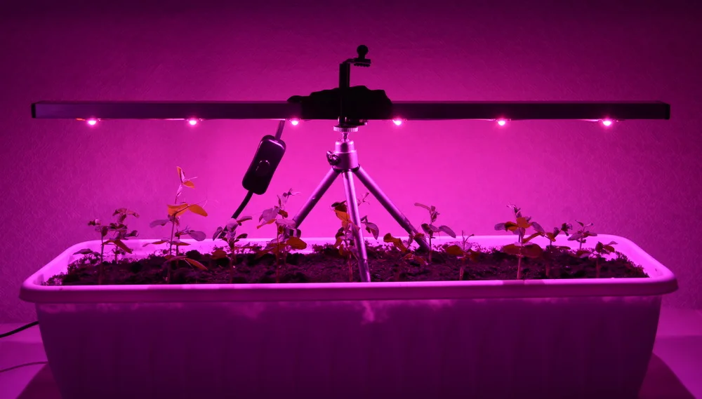 Лампа Для Рассады Купить В Томске