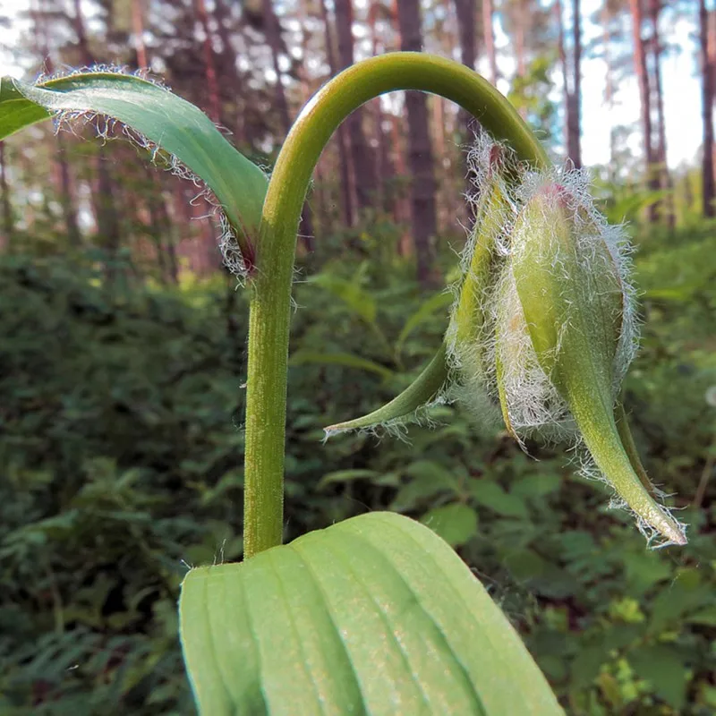 Saranka- (Lilium martagon) -Fresh seeds 5 PCS + Gift | Дом и сад