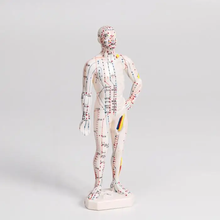 Модель для акупунктуры мужчина 26 см |