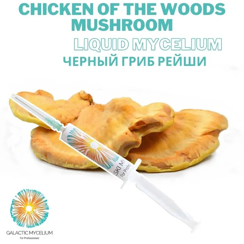 

Chicken of the Woods Mushroom Liquid Culture 5 cc Liquid Syringes Laetiporus Liquid Mycelium Gourmet Mushroom Syringes