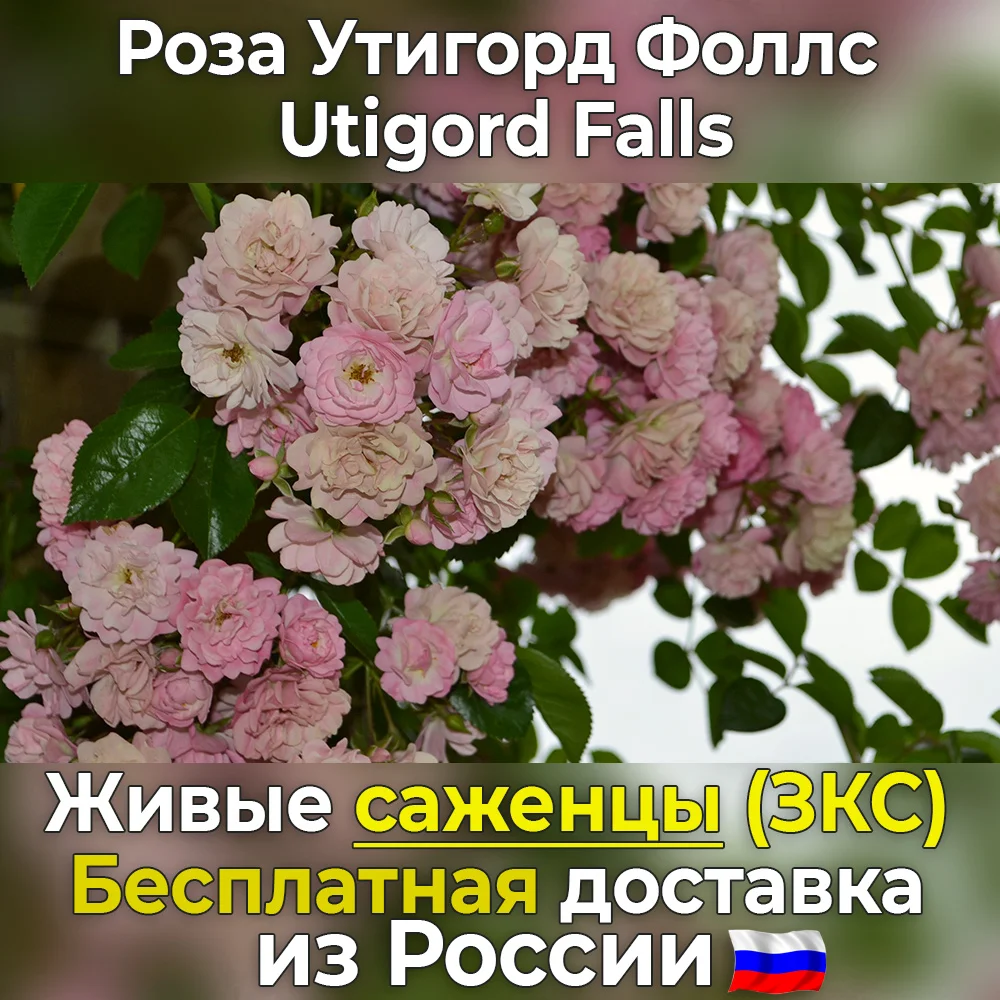 Купить Розу Утигорд Фолмс На Яндекс Маркет