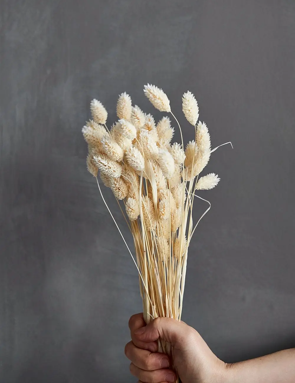 Сушеные цветы Фаларис (консервированные) белый розовый зеленый желтый сушеные