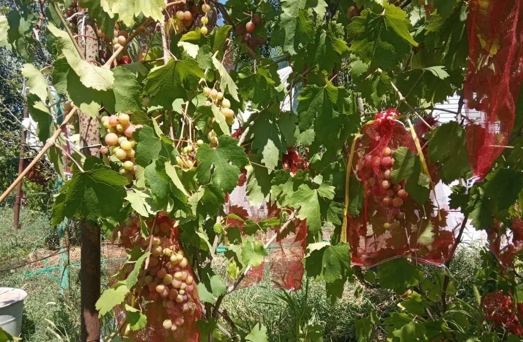 Мешочки для винограда от насекомых и вредителей с завязками 25 шт сетки ос | Дом