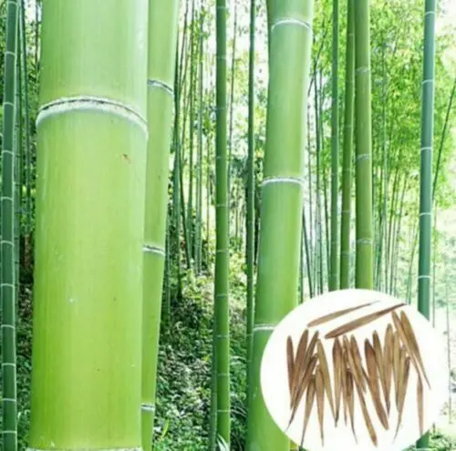 СЕМЕНА БАМБУКА MOSO (PHYLLOSTACHYS EDULIS) 20 шт | Дом и сад