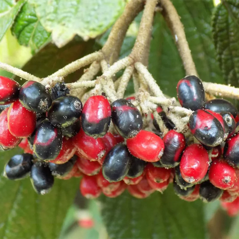Калина Морщинолистная Viburnum rhytidophyllum 15шт + подарочные семена | Дом и сад