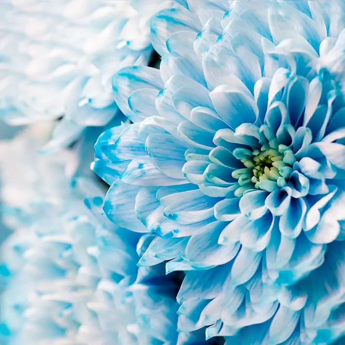 

Curtain Chrysanthemum Summer Blossom Flower Garden Decorative Floral Close-up Photo Printed Blue White