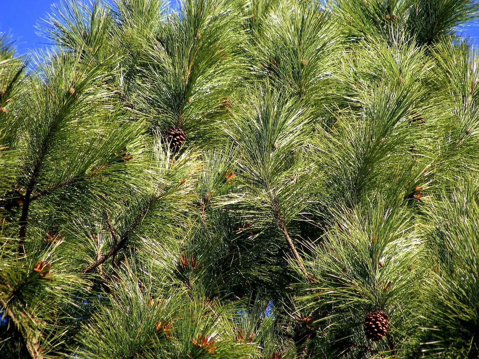 Сосна род хвойных. Pinus elliottii. Сосна Эллиота. Pinus elliottii дерево. Сосна Гельдрейха.