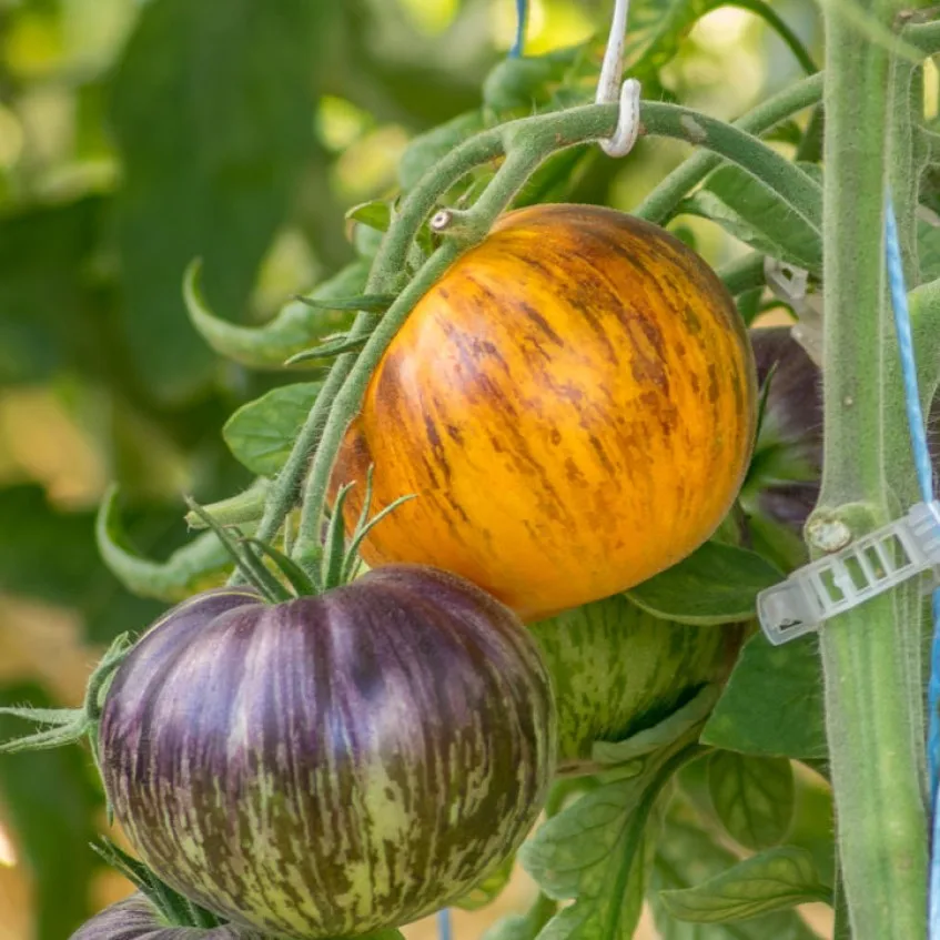 томат мечта алисы семена. томат алиса крейг. томат алиса отзывы. томат алиса отзывы. томат мечта алисы.