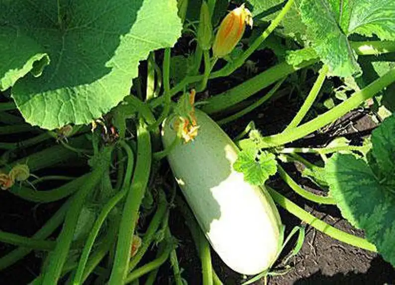 Кабачок Белоплодный - ( лат. Cucurbita Pepo var. giraumonas ) СЕМЕНА 50шт + подарок купить по