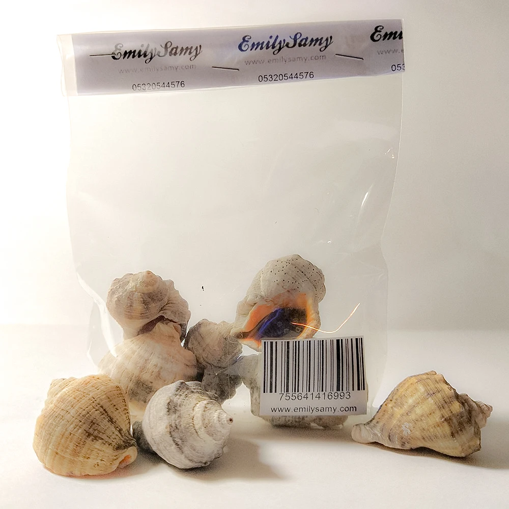 

2021 Good Quality Sea Shell Gongaz Ornament Decorative Aquarium Ornament for Handmade Decoration Areas 5 - 6 Cm 5 Pieces