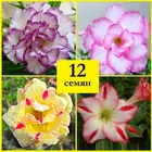 Адениум obesum adenium набор ЦВЕТНАЯ НЕЖНОСТЬ 12 семян