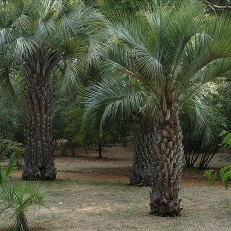 Бутия Головчатая ( лат. Butia Capitata ) Семена 5шт + подарочные семена|Семена| |