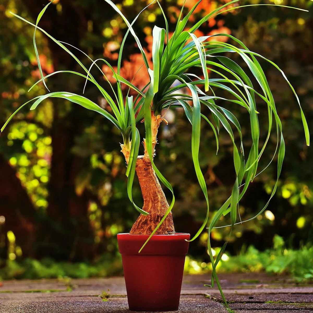 Слоновья Нога Цветок фото 18