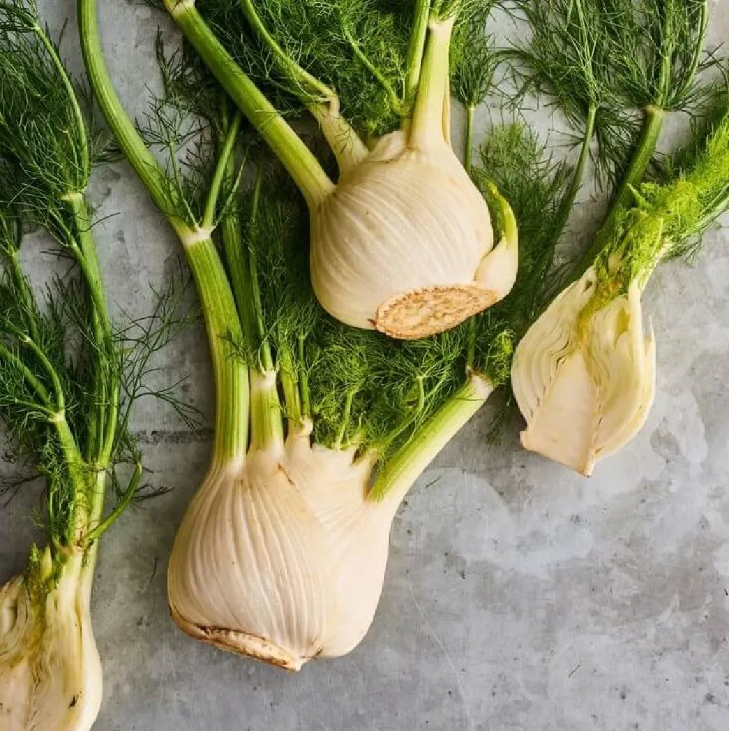 Фенхель овощной сопрано. Фенхель дикий. Фенхель овощ. Фенхель овощ. Фенхель обыкновенный.