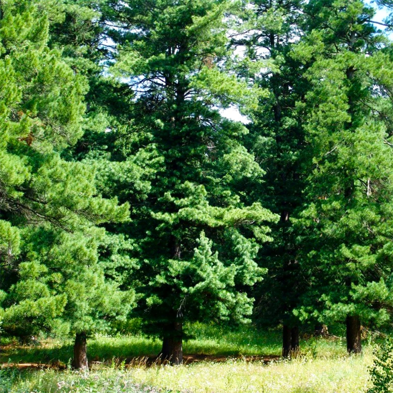 Кедр в подмосковье. Сосна сибирская кедр сибирский. сосна кедровая сибирская сибирский кедр. сосна́ сиби́рская кедро́вая (pínus sibírica). сибирский кедр в тайге.