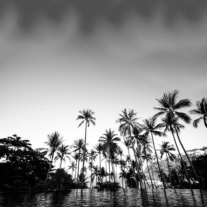 

Curtain Coconut Tree on the Beach at Samui Island Tropical Seascape Silhouette Black White