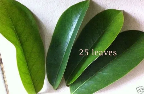 Цейлонские сушеные листья соусника 100% органический кислый чай гуанабана