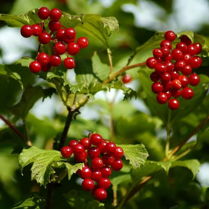 Калина ичанская (Viburnum ichangense) - Свежие семена 20 шт + подарок | Дом и сад