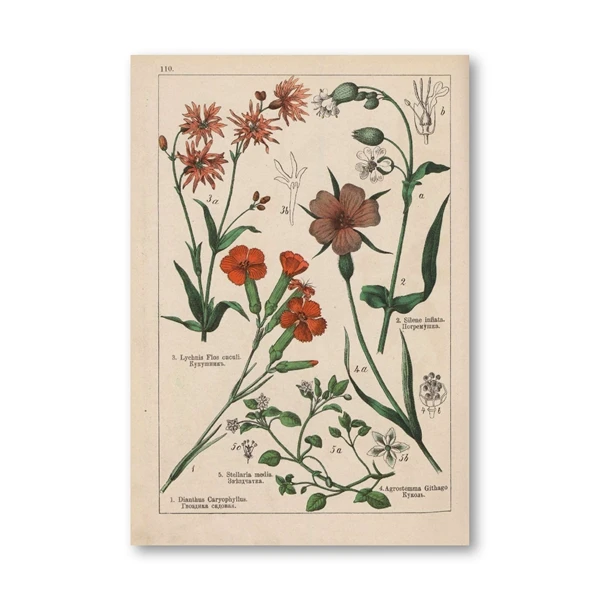 

Винтажные ботанические травы постер