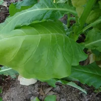 Табак "вирджиния", в упаковка триста семян, хорошая культура для курильщиков#1