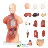 28 cm human anatomical torso anatomy model with 15 parts body organ teaching tool skeleton