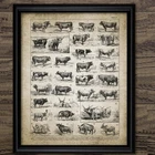 Античный бык породы принт крупного рогатого скота ранчо арт Винтаж плакат корова породы сельское хозяйство Wall Art Холст Картина без рамки домашний декор
