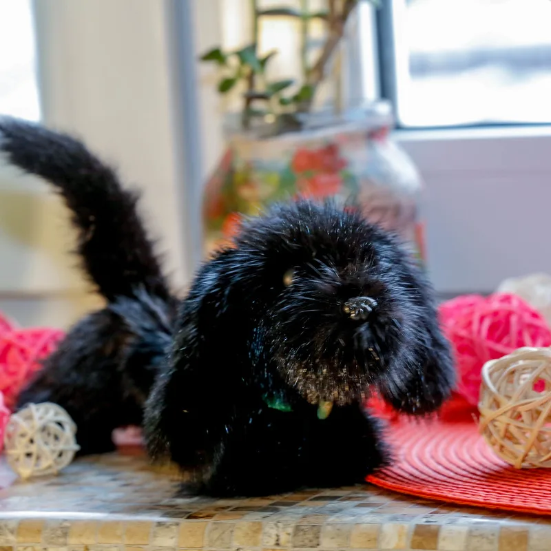 Собачка такса